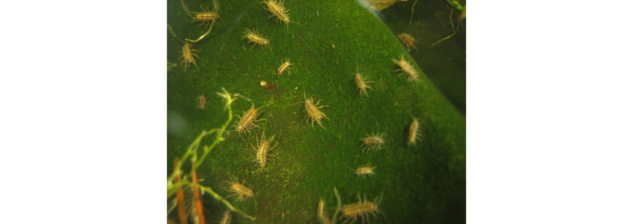 Gråsugge (asellus aquaticus )